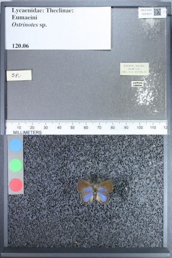 Media type: image;   Entomology 69871